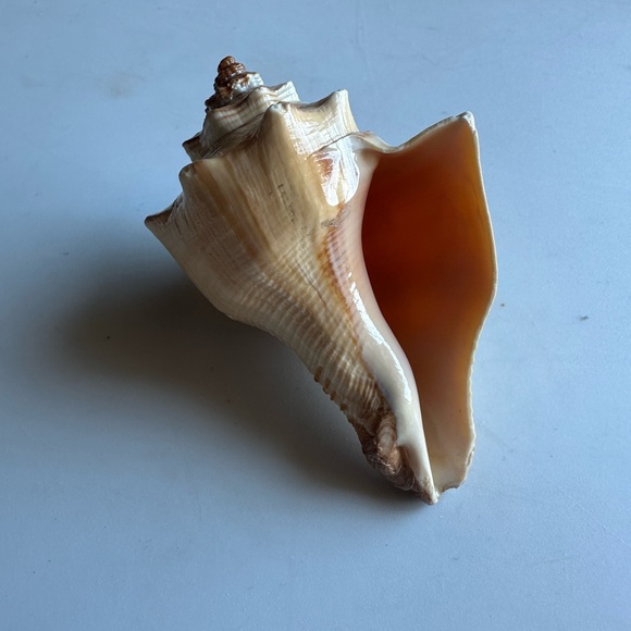 4 state of Florida souvenirs - Picture 8 of 8